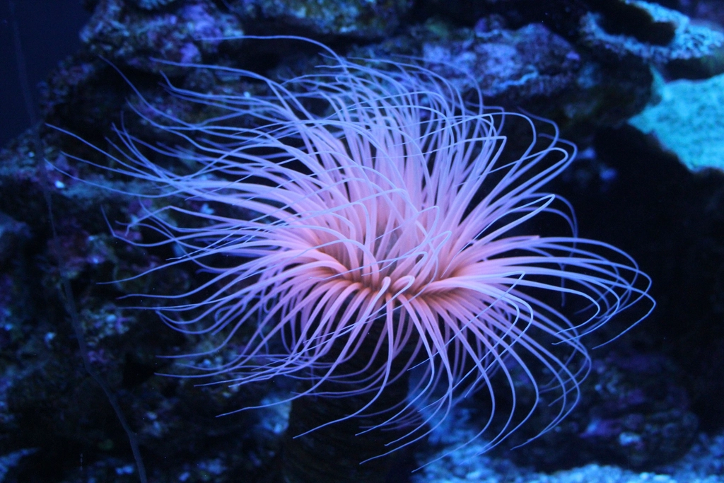 Pink pachycerianthus close up