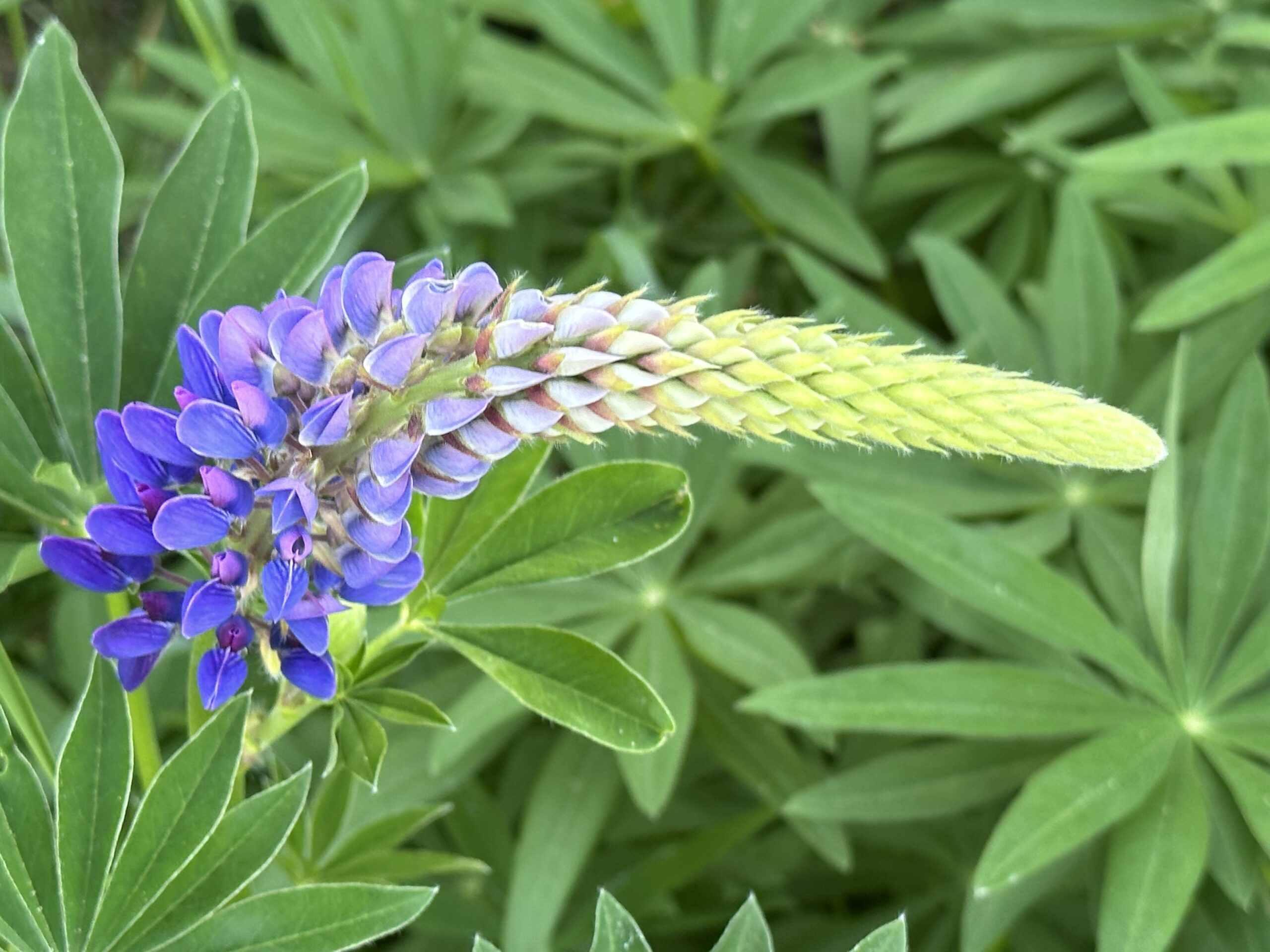 How Money Kills Sustainability