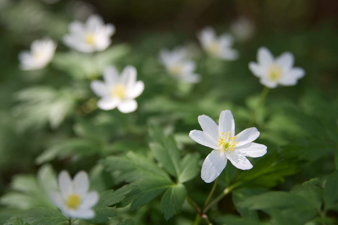 Too Simple, Even Naïve — And Proud of It