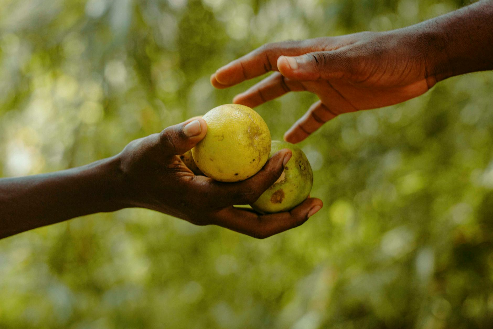 hands exchanging fruit in ghanaian setting