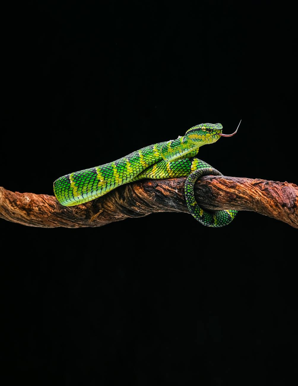 vibrant green viper on branch in dramatic light