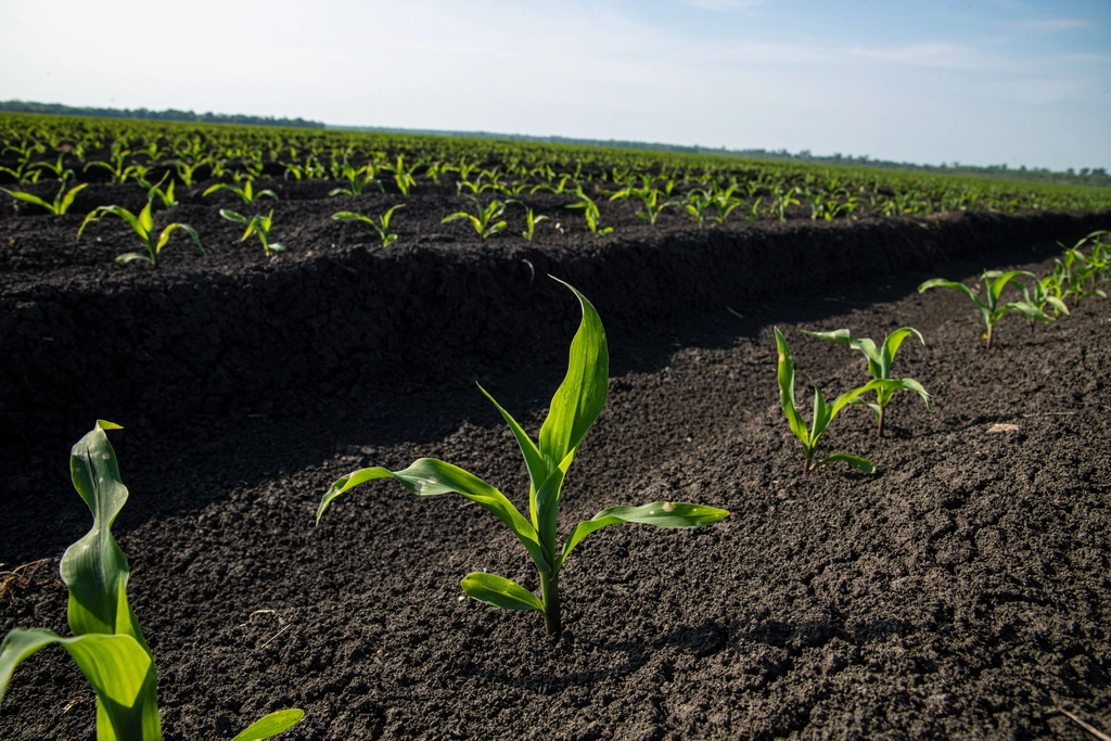 Corn sprouts raised beds