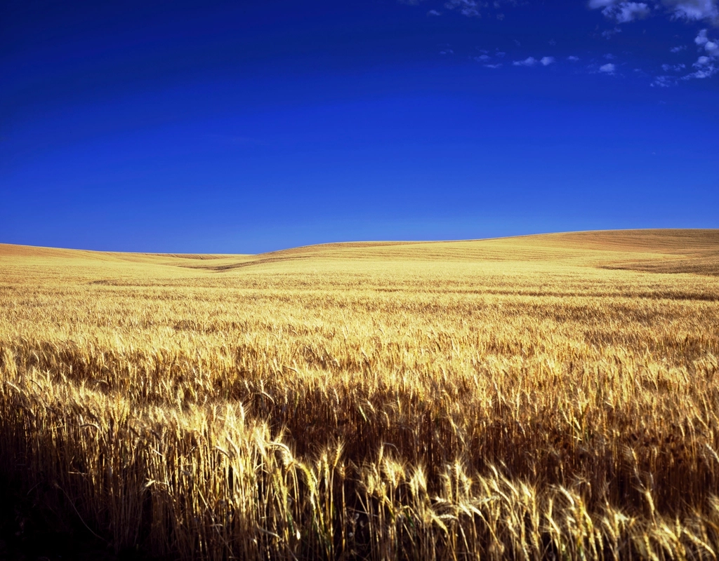 Free golden wheat field. blue