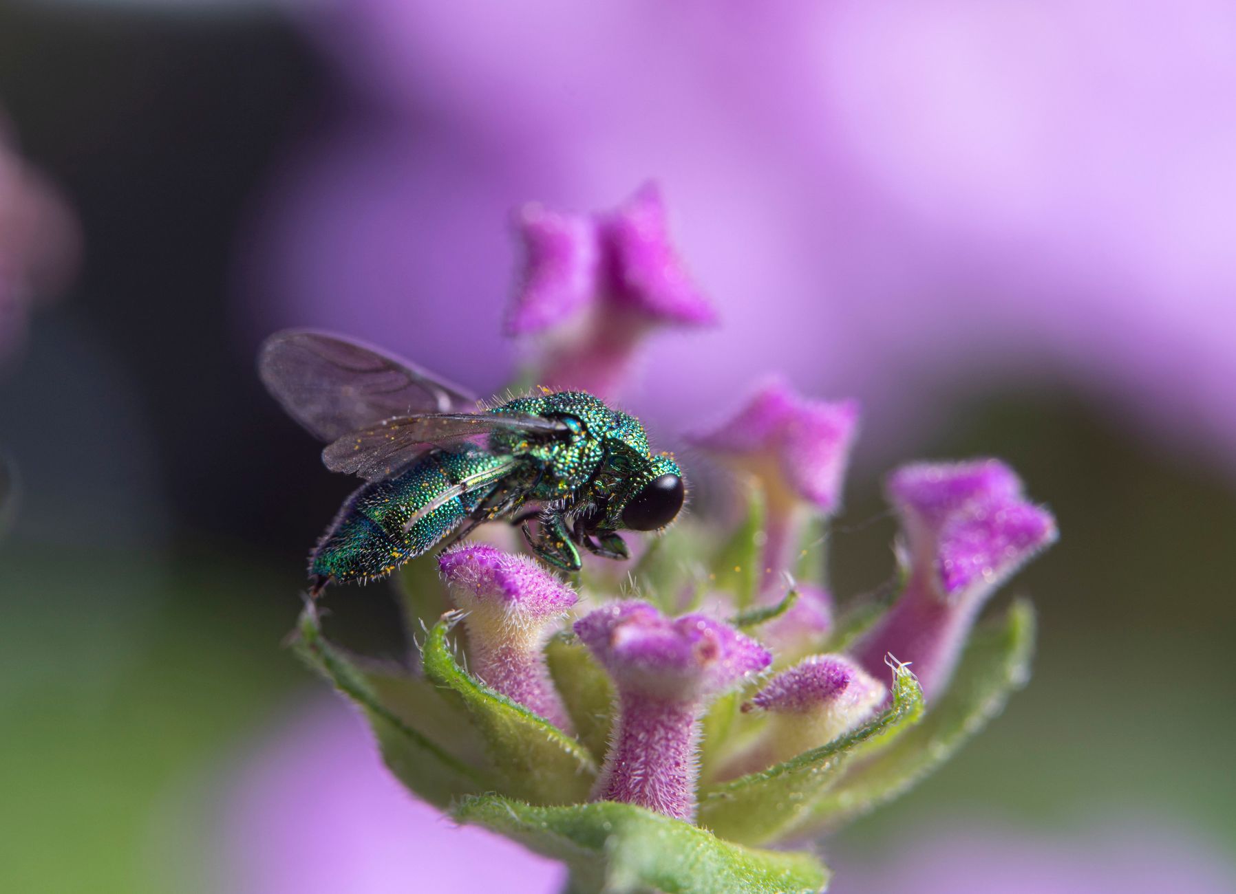 insect on a flower