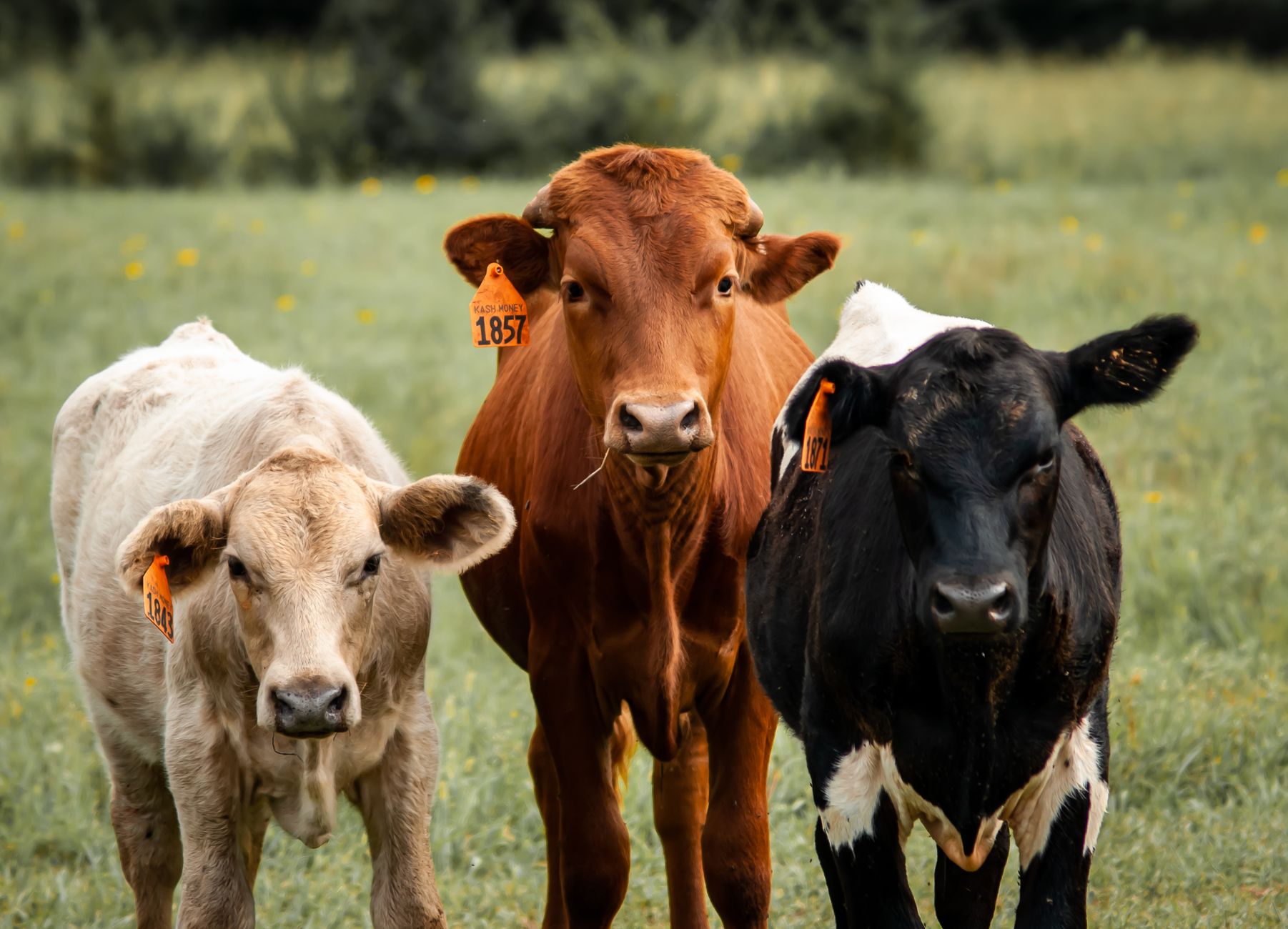 calves with ear tags